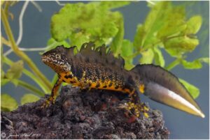Oefencasus: Kamsalamander